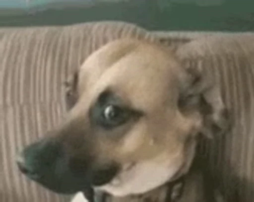 🙄 Стикер «Fuck off Dogs Videostickers» для Telegram