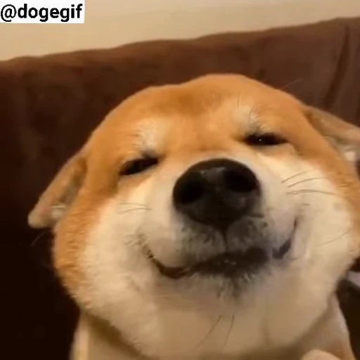 🙂 Стикер «Fuck off Dogs Videostickers» для Telegram