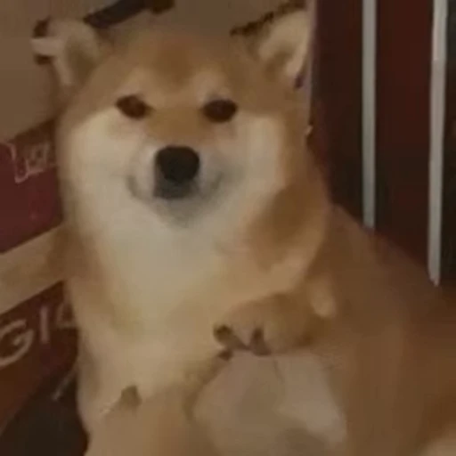 🖐 Стикер «Fuck off Dogs Videostickers» для Telegram