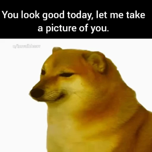 Стикерпак Fuck off Dogs Videostickers для Telegram
