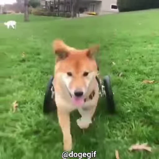 ☺️ Стикер «Fuck off Dogs Videostickers» для Telegram