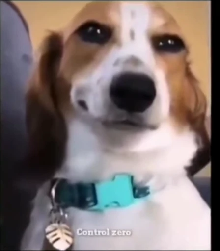🙂 Стикер «Fuck off Dogs Videostickers» для Telegram