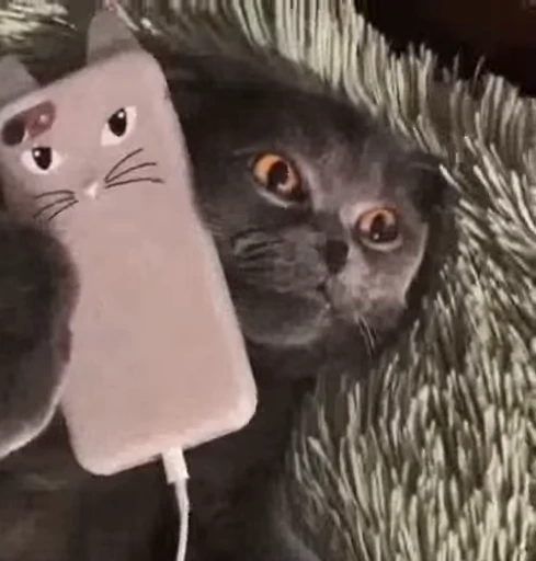 🐈 Стикер «Vibe Memes» для Telegram