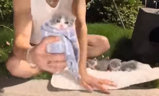 🐈 Стикер «Vibe Memes» для Telegram