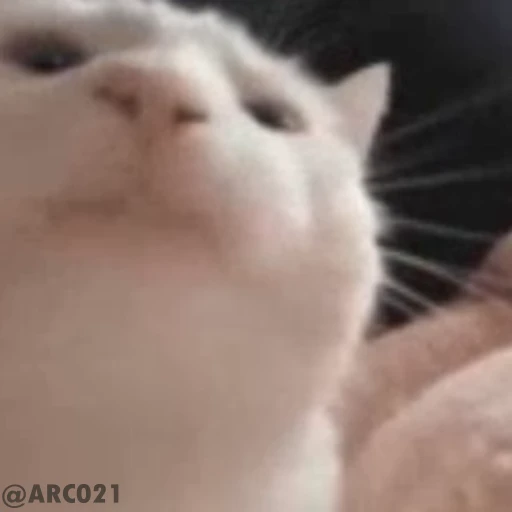 🎧 Стикер «Vibe Memes» для Telegram