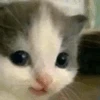 😄 Эмодзи «funny» для Telegram