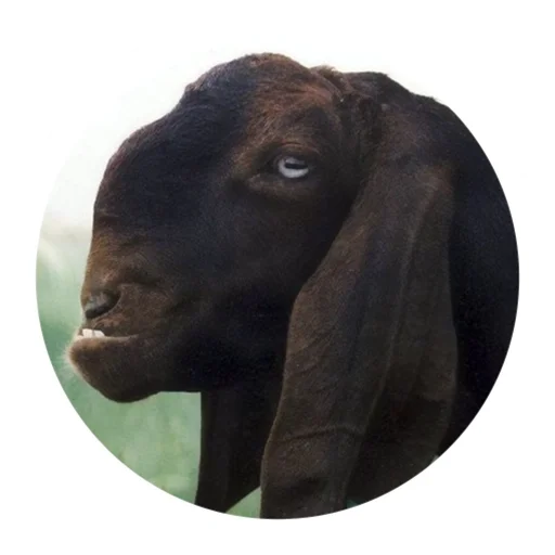 😬 Стикер «Funny Goat» для Telegram