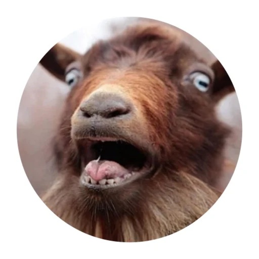 😱 Стикер «Funny Goat» для Telegram