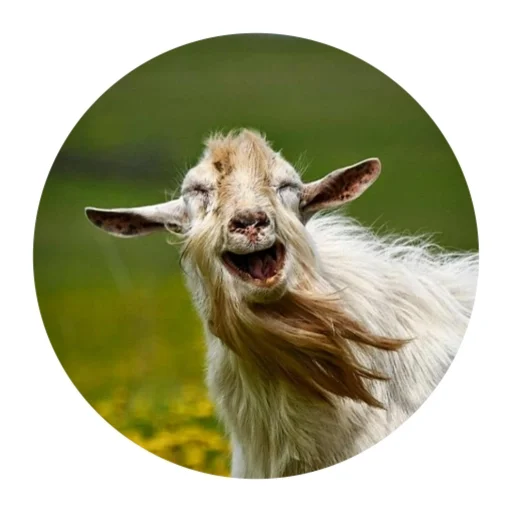 😃 Стикер «Funny Goat» для Telegram