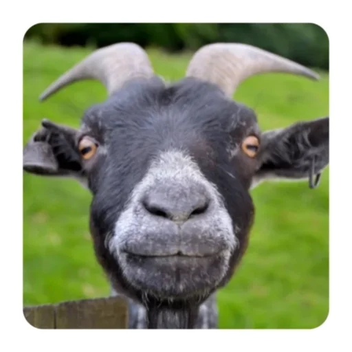 Стикерпак Funny Goat для Telegram