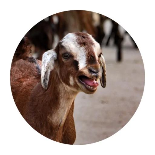 😱 Стикер «Funny Goat» для Telegram