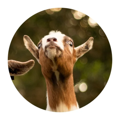 🤔 Стикер «Funny Goat» для Telegram