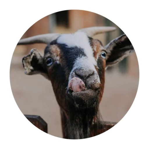 😋 Стикер «Funny Goat» для Telegram