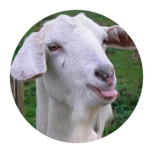 😛 Стикер «Funny Goat» для Telegram