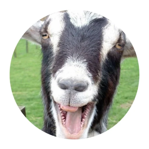 😱 Стикер «Funny Goat» для Telegram
