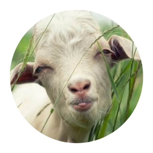 😑 Стикер «Funny Goat» для Telegram