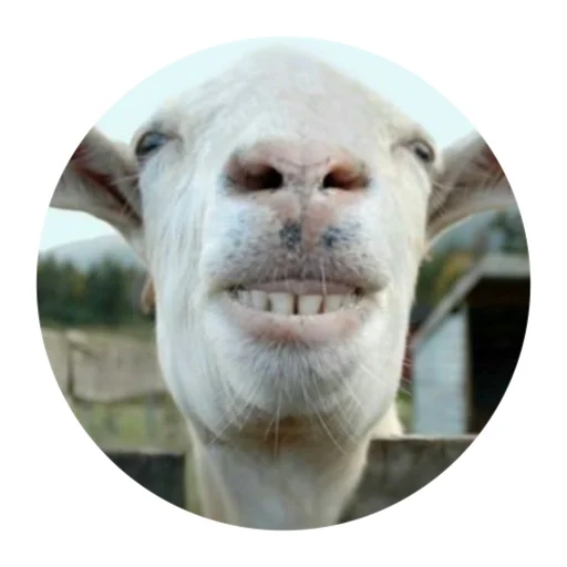 😁 Стикер «Funny Goat» для Telegram