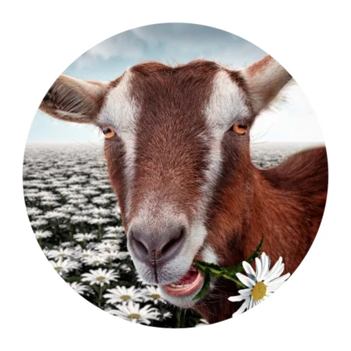 🌼 Стикер «Funny Goat» для Telegram