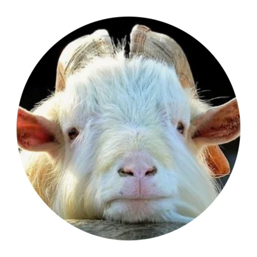 😕 Стикер «Funny Goat» для Telegram