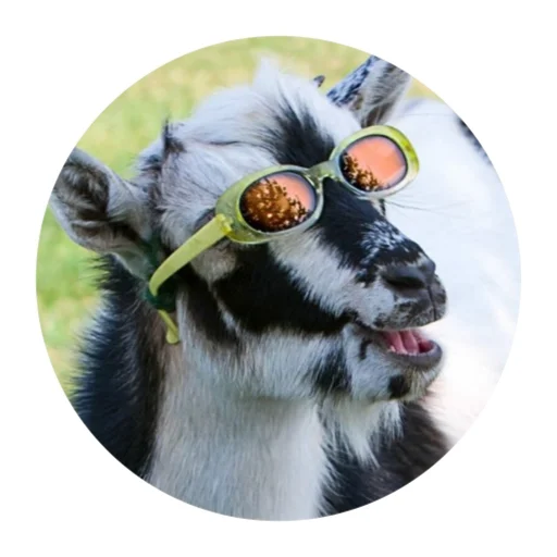 😎 Стикер «Funny Goat» для Telegram