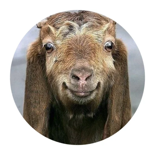 🙂 Стикер «Funny Goat» для Telegram