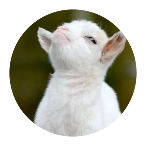 😑 Стикер «Funny Goat» для Telegram