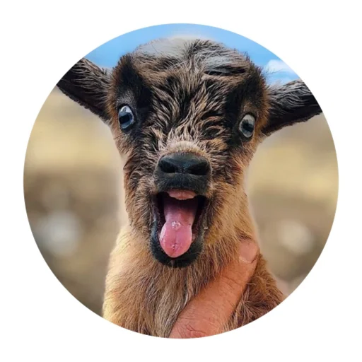 😛 Стикер «Funny Goat» для Telegram