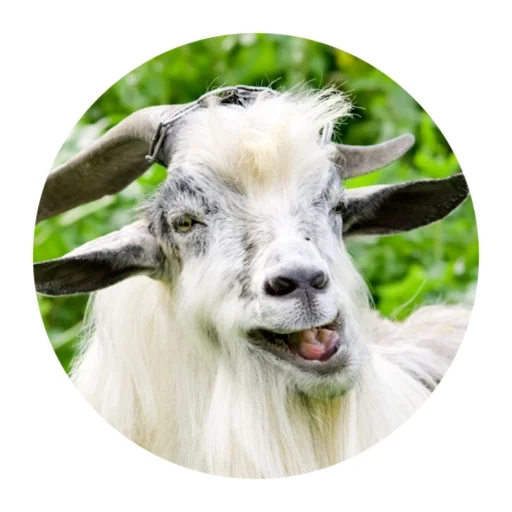😜 Стикер «Funny Goat» для Telegram