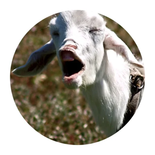 😱 Стикер «Funny Goat» для Telegram