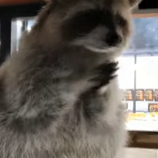 🦝 Стикер «Не котики, а енотики!» для Telegram