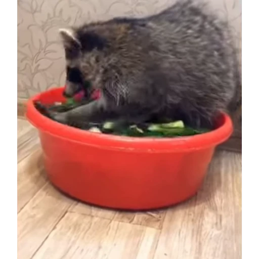 🥒 Стикер «Не котики, а енотики!» для Telegram