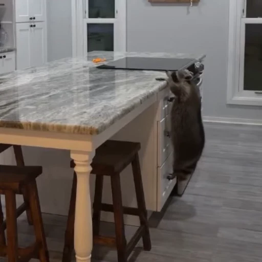 🦝 Стикер «Не котики, а енотики!» для Telegram