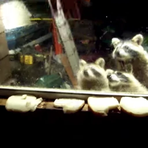 🦝 Стикер «Не котики, а енотики!» для Telegram