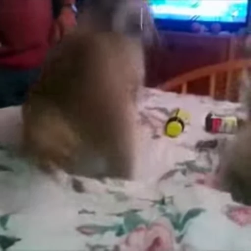 🦝 Стикер «Не котики, а енотики!» для Telegram