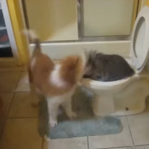 🚽 Стикер «Не котики, а енотики!» для Telegram