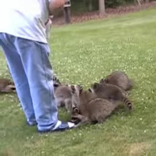 🦝 Стикер «Не котики, а енотики!» для Telegram