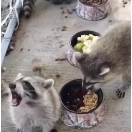 🦝 Стикер «Не котики, а енотики!» для Telegram