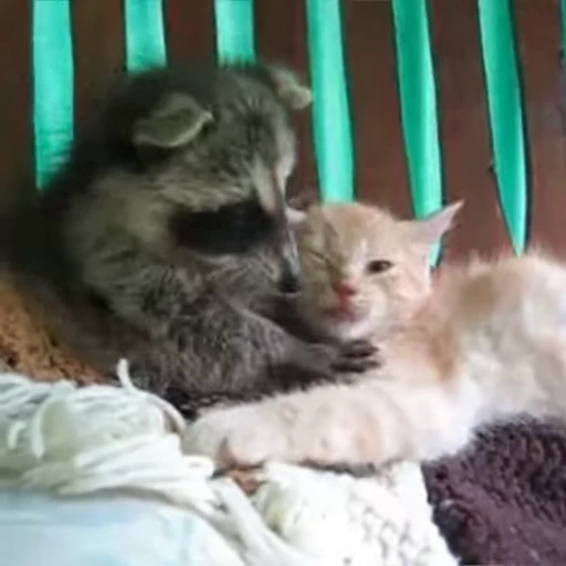 🐈 Стикер «Не котики, а енотики!» для Telegram