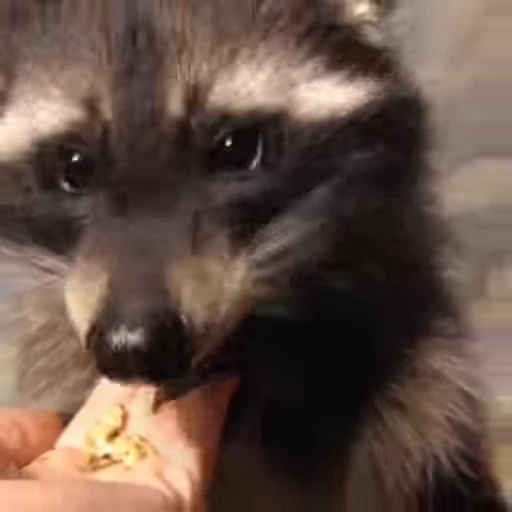 🦝 Стикер «Не котики, а енотики!» для Telegram