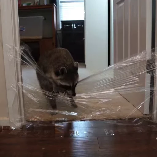 🦝 Стикер «Не котики, а енотики!» для Telegram