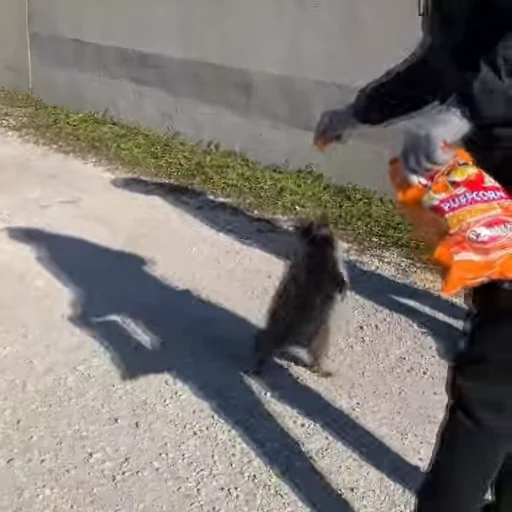 🦝 Стикер «Не котики, а енотики!» для Telegram