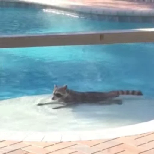 🏊 Стикер «Не котики, а енотики!» для Telegram