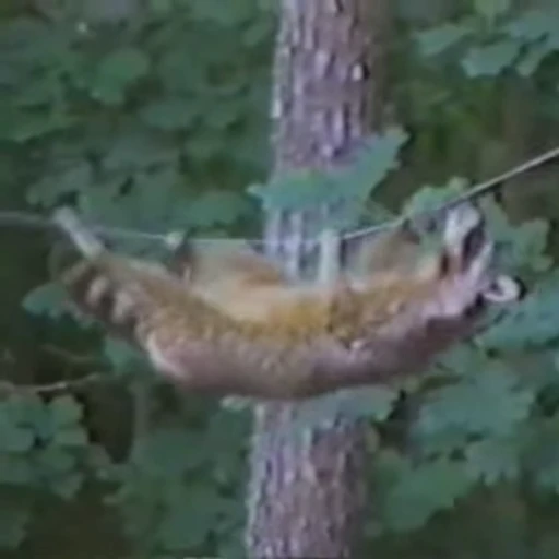 🦝 Стикер «Не котики, а енотики!» для Telegram
