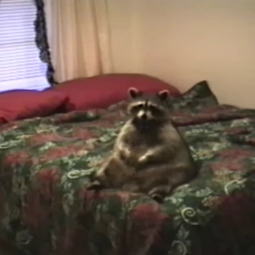 🦝 Стикер «Не котики, а енотики!» для Telegram