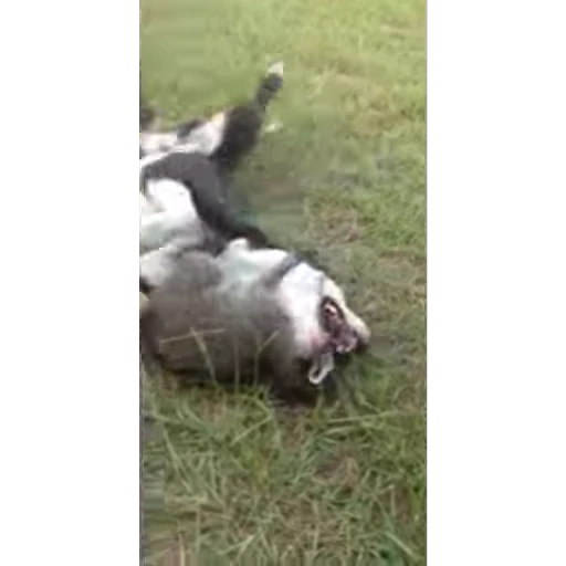 🐕 Стикер «Не котики, а енотики!» для Telegram
