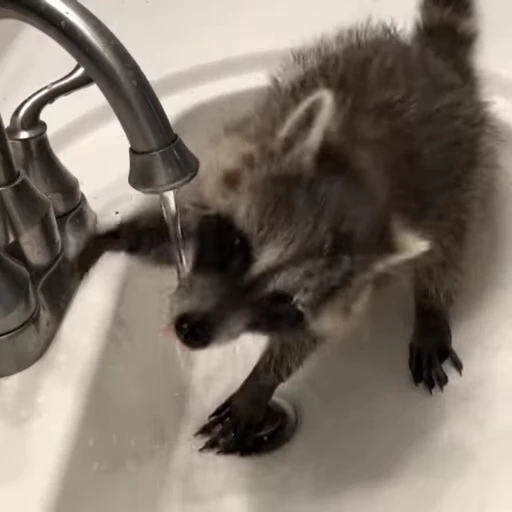 🚰 Стикер «Не котики, а енотики!» для Telegram