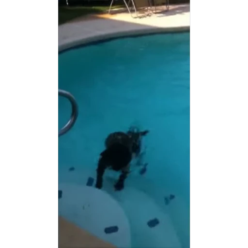 🏊 Стикер «Не котики, а енотики!» для Telegram
