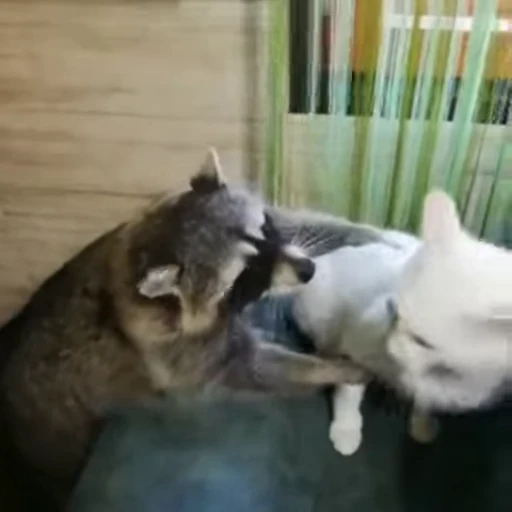 🦝 Стикер «Не котики, а енотики!» для Telegram