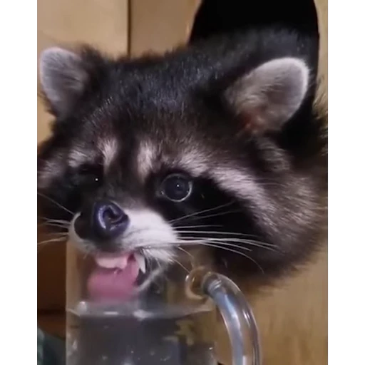 👅 Стикер «Не котики, а енотики!» для Telegram