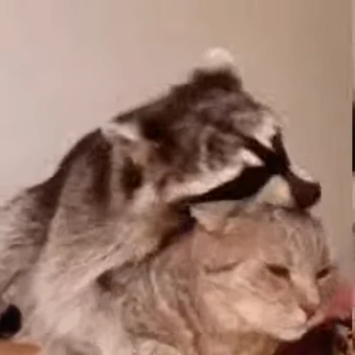 🐱 Стикер «Не котики, а енотики!» для Telegram